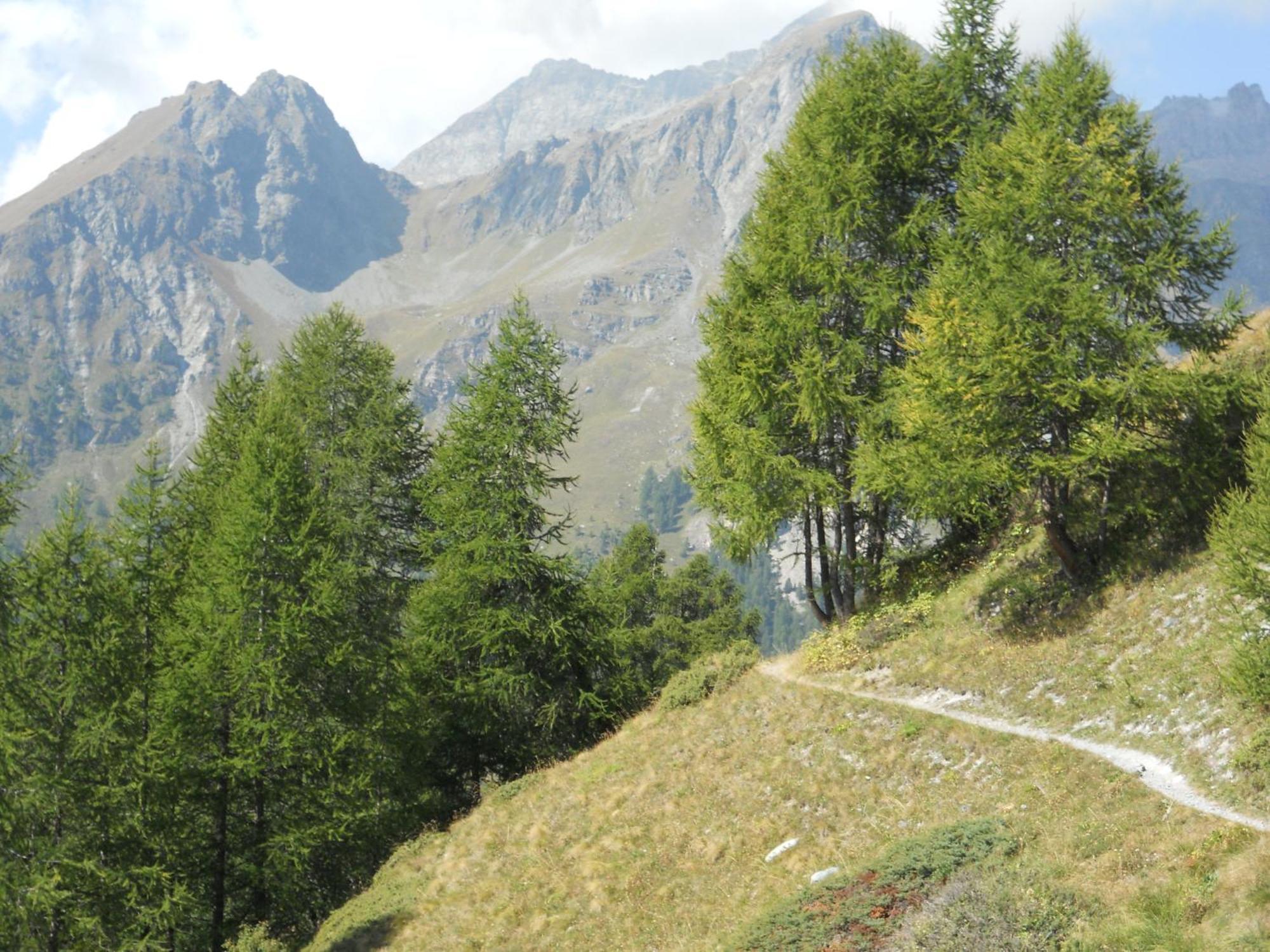 Affittacamere Petit Coeur Champoluc Eksteriør billede